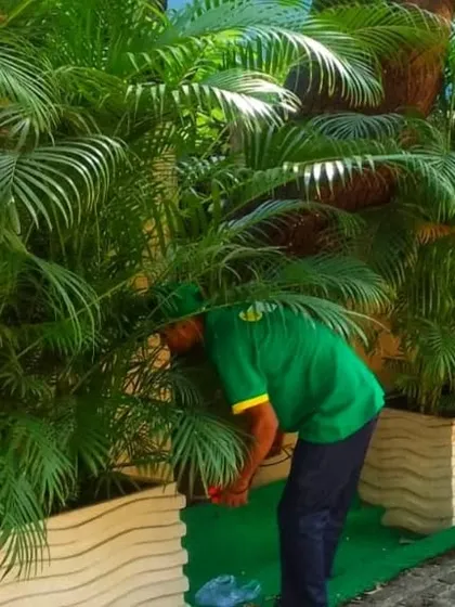 Regular pruning is vital for plant health and aesthetics. A member of my team is carefully trimming large outdoor palm plants to encourage healthy growth and maintain their shape as part of our landscape maintenance service.