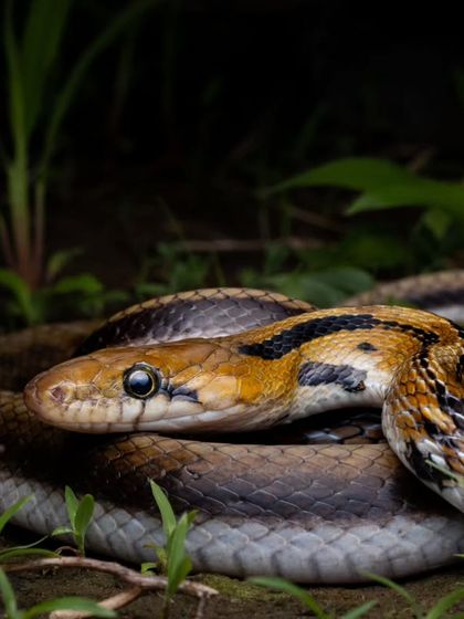 A Montane Trinket snake coiled on the ground. These non-venomous snakes are found in the hilly regions of India and are known for their beautiful patterns.