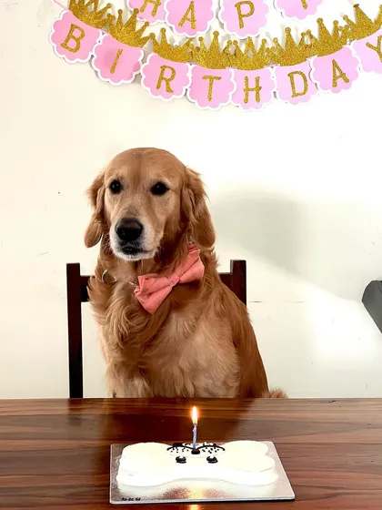 Gem the Golden Retriever celebrating his Gotcha Day with our classic bone-shaped cake. These moments are so special to us.