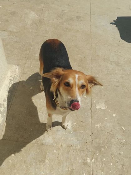 Preethi Pet Care - Pet Boarding My Calling: Caring for Streeties & Rescues photo 34