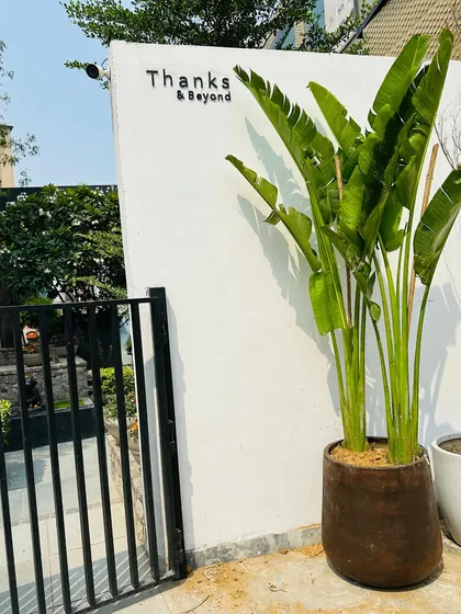 The entrance of this establishment is made more inviting with a tall Bird of Paradise plant. Its large, tropical leaves create a welcoming and natural focal point against the clean white wall.