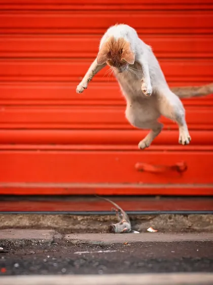 A dramatic mid-air leap during a hunt on the streets of Mumbai. Capturing this kind of urban wildlife encounter requires patience and quick reflexes, telling a story of survival against a vivid red backdrop.