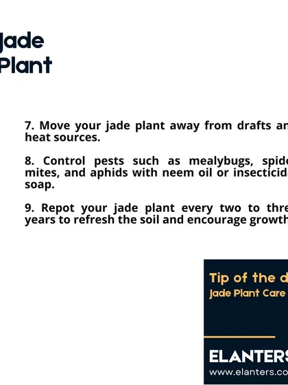 Jade Plant Care Part 3: Keep your Jade Plant away from drafts and repot every two to three years to refresh the soil. I can also help you control common pests with neem oil.