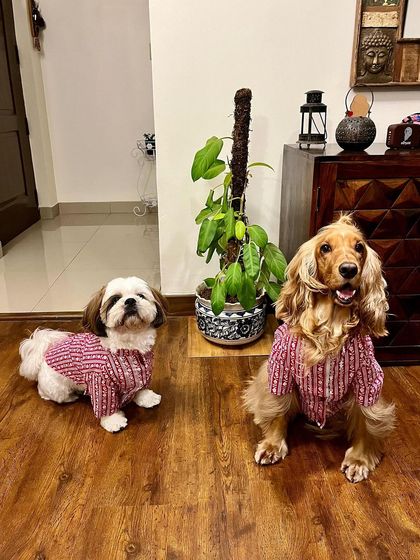 Twinning with his friend Oreo for Ganesh Chaturthi in matching pink kurtas.
