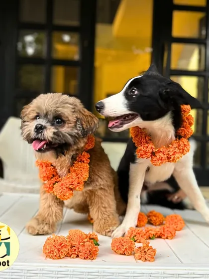 Another adorable shot from our Kukur Tihar celebration. We believe every dog deserves to be honored and celebrated.