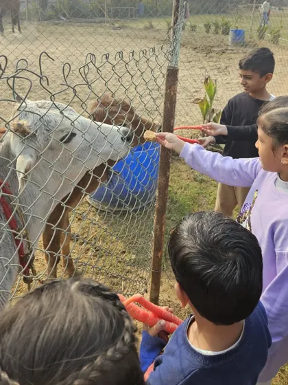 More animal feeding fun. These interactions are a core part of the farm experience I offer.