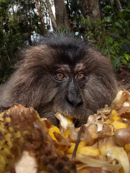 An endangered Lion-tailed Macaque enjoys a jackfruit feast in Valparai, India. Access to plentiful food is crucial for mothers to support themselves and their young.