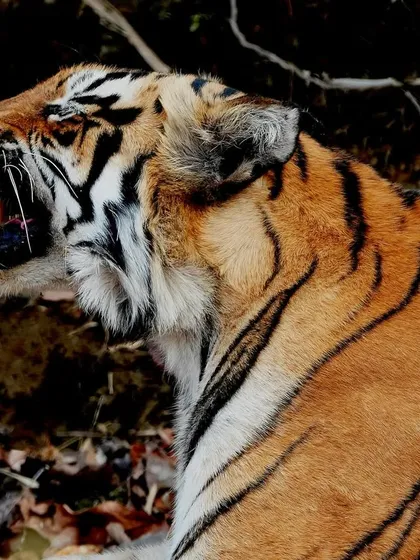 This tigress shows the signs of a tough life in the wild. If you look closely, you can see her upper canine tooth is broken, a trophy from a past hunt. It is a reminder of the strength and resilience these animals possess.