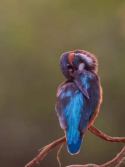 A quiet, introspective moment with a Blue-eared Kingfisher as it preens its vibrant feathers. The soft focus and gentle posture reflect the peaceful, meditative side of wildlife photography that I strive to capture.