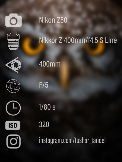 Avian Portraits: The Birds of India photo 48