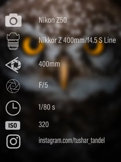 The gear and settings used for the intense Spotted Owlet portrait.