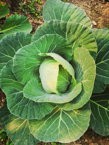 The freshness of garden-to-table vegetables is unbeatable. This cabbage is a perfect example.
