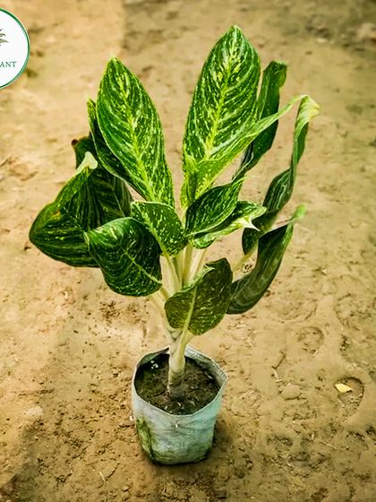 Another variety of the versatile Aglaonema, this one with beautiful striped leaves. I supply these plants ready for potting, making it easy to start your indoor garden.