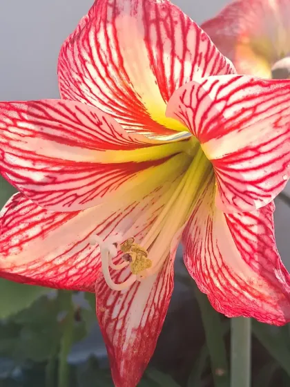 Bhardwaj - Urban Gardening Consultation A Riot of Colorful Flowers photo 118