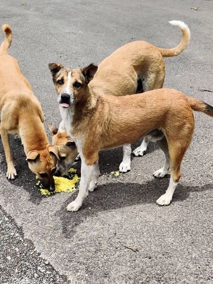 This is Viman Sena version 2. A super friendly group that ate together peacefully. One even posed for the camera with his tongue out.