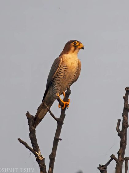 A rare sight in Haryana. This Red-necked Falcon, perched high on a dead tree, surveys the landscape, its powerful build evident even from a distance.
