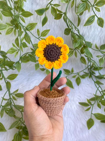 Holding the mini potted sunflower.