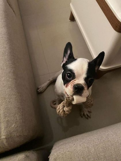 PL Paws - Dog Adoption Services Happy Tails: Our Adoptees in Their Forever Homes photo 95