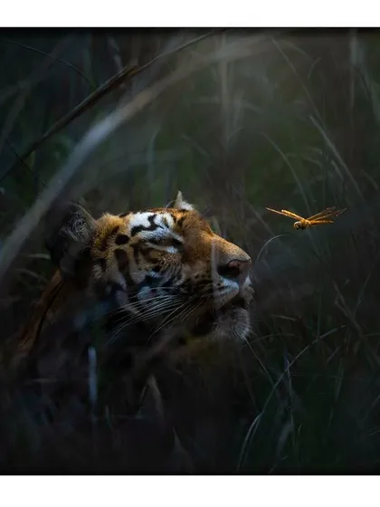 A truly once in a lifetime moment. A dragonfly appears to land on a tiger's nose, creating a whimsical and unexpected interaction between a powerful predator and a delicate insect. I call this "Tiger's Kiss."