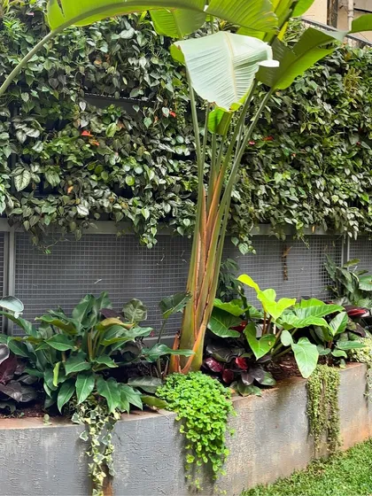 This garden corner combines a lush vertical garden with statement tropicals like the Bird of Paradise. This technique adds privacy and a dramatic green backdrop to the outdoor seating area.