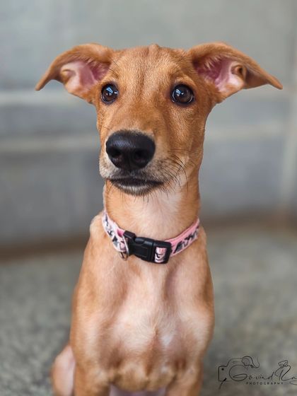 Govind Raj - Dog Training & Behavior Modification For Every Kind of Dog photo 3