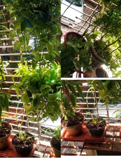 Thriving Balcony & Terrace Gardens photo 25