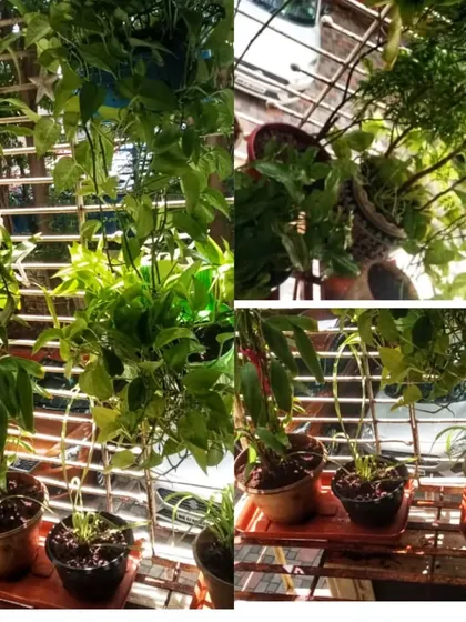 A collection of healthy plants on a balcony in Kandivali East after a visit from our mali service.