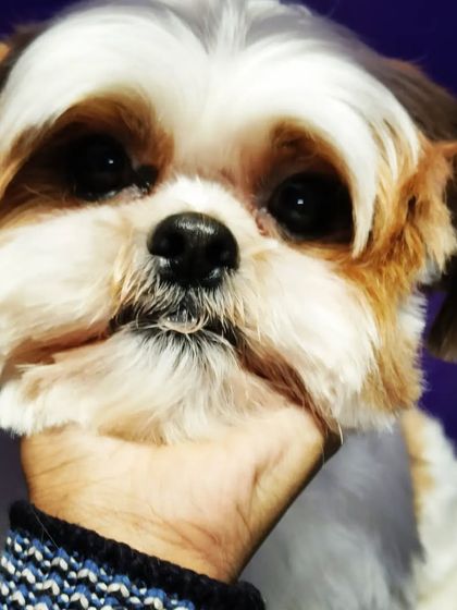 Bengaluru Pet Company - Pet Grooming Our Happy Clients photo 81