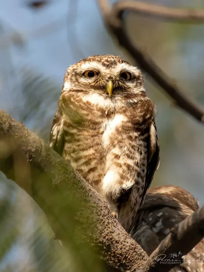 A close-up portrait of a Spotted Owlet, captured to celebrate Owl Awareness Day.