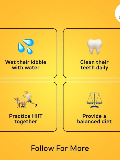 Oh My Pet - At-home Pet Grooming Pet Health & Safety Gyaan photo 15