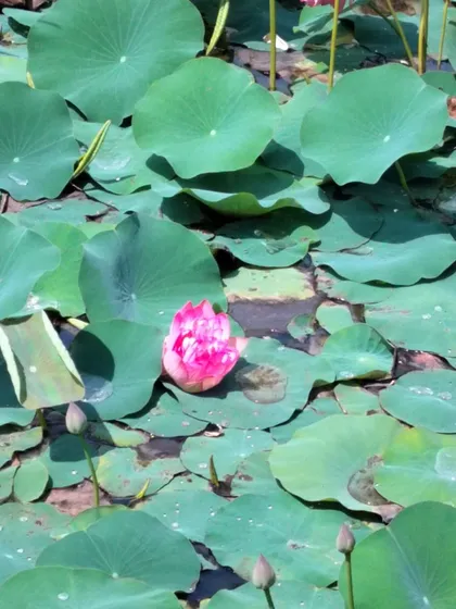 A lotus bud and flower, symbolizing the journey of healing and unfolding. Nature is our greatest teacher, and its cycles are reflected in our wellness programs.