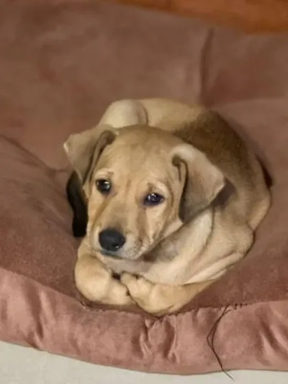 Loki curled up and looking thoughtful on his bed. He's a goofy, full-of-spark pup ready for a home.