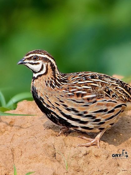 A Rain Quail, so named because its calls are most frequent during the monsoon season. This male is showing off its distinctive black and white facial pattern.