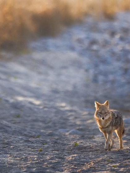 Giants & Other Jewels photo 32