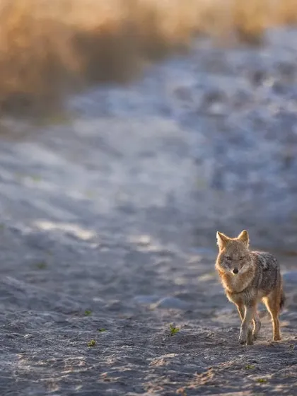A golden jackal in the soft morning light of Corbett. Every animal, big or small, plays a role in the jungle's story.