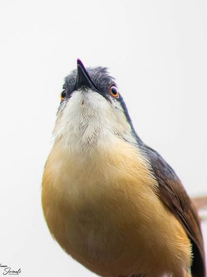 A high-key portrait of an Ashy Prinia looking upwards. The simple, bright background eliminates all distractions, creating an intimate and slightly unusual perspective of this small bird.