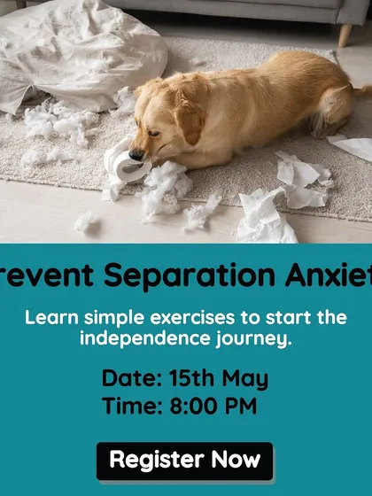Separation anxiety is a common and difficult issue for many dog parents. I host online workshops specifically to address this, teaching simple exercises you can do at home to help your dog build confidence and independence.