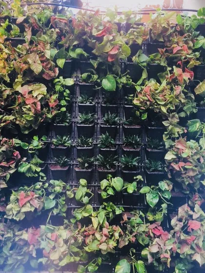 A full view of a mature backyard vertical garden. The plants have grown in beautifully, creating a dense tapestry of color and texture that acts as a natural air purifier for the home.