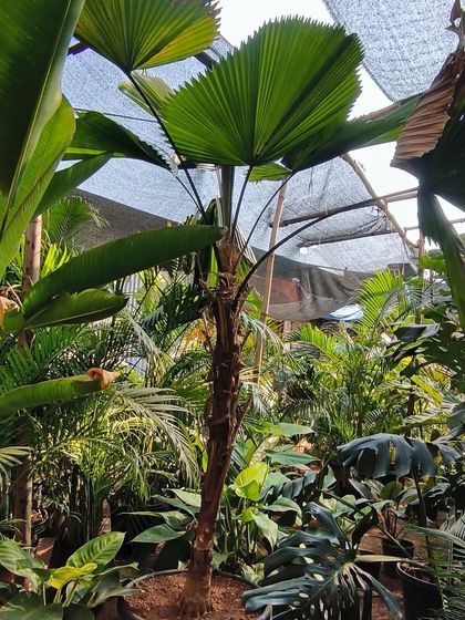 Large Statement Plants for Outdoors & Indoors photo 7