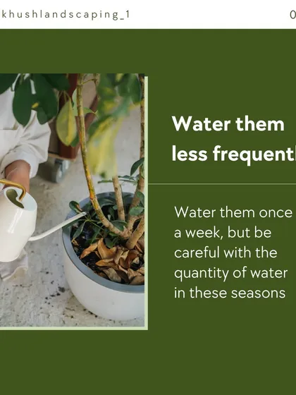 A key tip for plant care is to adjust watering frequency based on the season. Most indoor plants require less water in cooler, darker months to prevent root rot.
