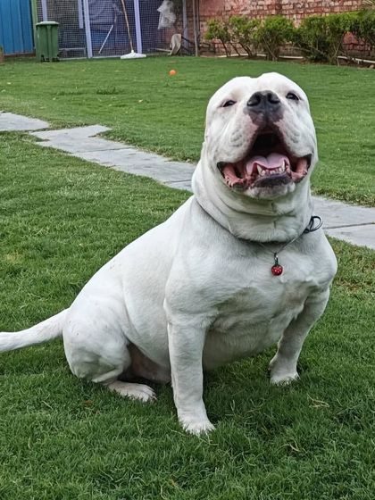 Another great shot of this happy American Bulldog, with its mouth wide open in a joyful "smile." We love capturing these moments of pure bliss.