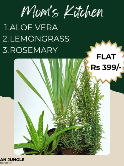 Our 'Mom's Kitchen' plant combo is perfect for starting your own herb garden. This set includes Aloe Vera, Lemongrass, and Rosemary, three easy-to-grow and useful plants that are great for cooking and home remedies.
