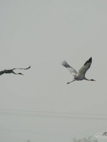 A pair of Sarus Cranes flying together over Dhanauri Wetlands.