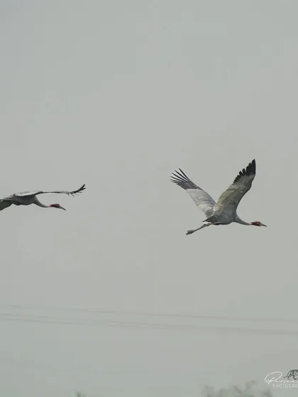 A pair of Sarus Cranes flying together over Dhanauri Wetlands.