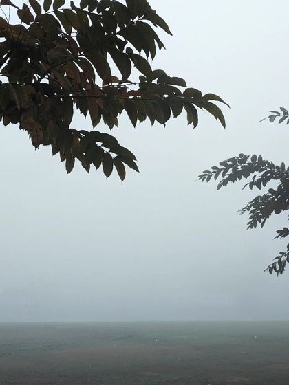 A minimalist composition of tree branches framing a foggy, empty field. The simplicity of the shot evokes a feeling of peace and emptiness.