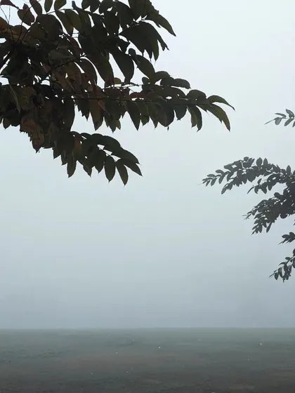 A minimalist composition focusing on tree branches framing a foggy, empty field. This shot is all about atmosphere, using the muted colors and soft light to create a peaceful and contemplative image.