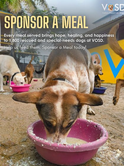A full bowl brings hope and healing. For our 1,800 rescued and special-needs dogs, a sponsored meal is a promise of happiness and a life free from starvation.