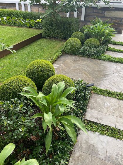 A close-up of a garden path with stone pavers and lush groundcover. The spherical Buxus shrubs and other foliage create a rich, green tapestry of textures.