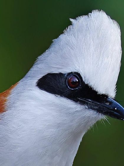 A stunningly clear portrait of a White-crested Laughingthrush. The image captures the fluffy, pure white crest and the black mask around its eye in perfect detail.
