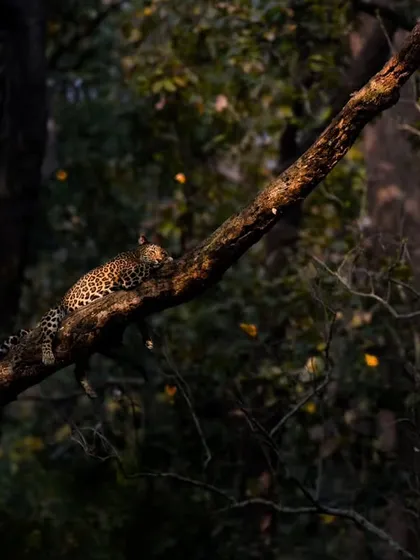 A 'habitat' shot, showing the leopard as a small part of the vast forest ecosystem.